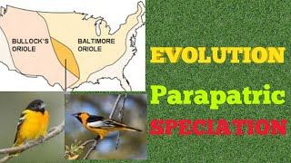 Evolution  Parapatric Speciation [upl. by Robbins757]