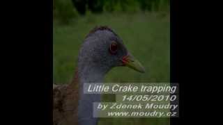 Little crake trapping [upl. by Hpotsirhc]