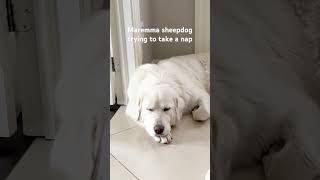 Maremma sheepdog trying to take a nap music sheepdog nap [upl. by Annaes]