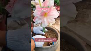 Propagate amaryllis like this for multiple flowers amaryllis propagation [upl. by Gawlas5]