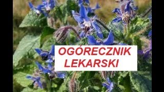 Ogórecznik lekarski  Wirtualny katalog ziół ❰85❱ 🔴 [upl. by Merilee]