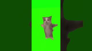 gato saltando y cantando happy happy happpy en pantalla verde [upl. by Hgiel]