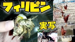 フィリピン実写動画台風が起きてえぇぇぇ……… [upl. by Ebbarta]