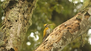 Woodpecker  Javan Flameback  Pelatuk Jawa  Chrysocolaptes strictus [upl. by Notnats]