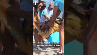 Rehabilitated sea turtle released into Florida Keys [upl. by Cirtemed199]