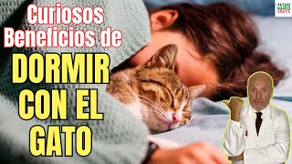 🐱 CURIOSOS BENEFICIOS DE DORMIR CON EL GATO 🐱 [upl. by Nibot]