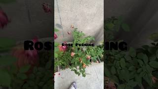 Rose Pruning 🌹 garden plants shorts youtubeshorts shortsvideo shortsfeed viralvideo [upl. by Ahsyle]