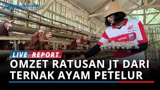 Mengenal Muez Raja Telur Pamekasan Raup Omzet Ratusan Juta dari Beternak Ayam Petelur [upl. by Elocen]