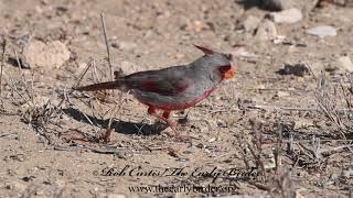 Cardinalis sinuatus PYRRHULOXIA compilation 3032403 [upl. by Guildroy]