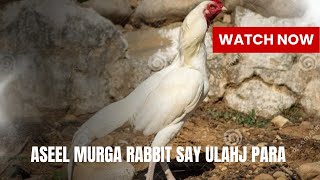 Hamaray Aseel Murga bal Bal bach Gaya pets petclixpk [upl. by Currier389]