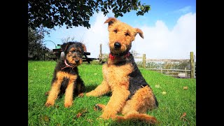 Airedale Terriers  The Dogs With The Waggiest Tails [upl. by Tia]