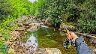 Fly Fishing for 1 Hour How Many Trout Can I Catch Brook Trout [upl. by Oiragelo]