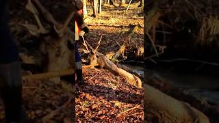 Battue aux cervidés au domaine de Boutissaint Partie 2 chasseur pêche [upl. by Aseek]