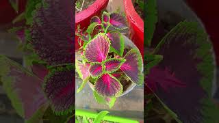 coleus plant update YouTube short [upl. by Ainatnas]