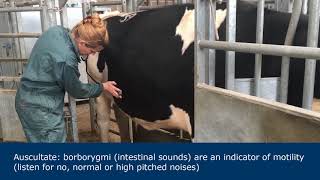 Abdominal examination in ruminants [upl. by Jacquelyn733]