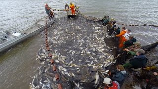 The Fight Against Asian Carp The Unified Method [upl. by Eremaj]