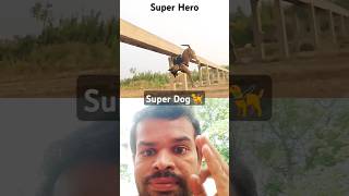 superdog hero dog doglover [upl. by Kared]