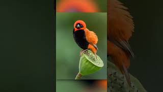 quotVibrant Euplectes birds dazzle the African grasslandsquot viralbird birdslover birdloversworld [upl. by Eleinad]