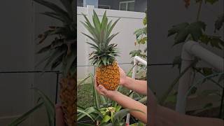 Hydroponic Pineapple Taste Test pineapple hydroponics homegarden patience food easy yummy [upl. by Hoon]