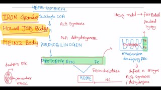 Rbc morphology haematology 25 First Aid USMLE Step 1 in UrduHindi [upl. by Amian520]