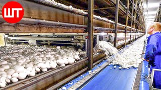 How Mushrooms are Grown amp Processed  Modern Mushrooms Farming Technology  Food Factory [upl. by Mignonne417]