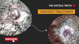 Help Dog Maggot Wound Treatment and Recovery [upl. by Lytton]