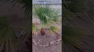 Washingtonia filifera palm trees 1152024 [upl. by Neil]