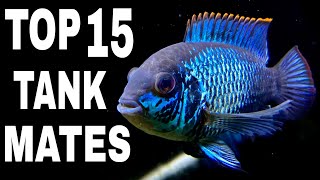 Top 15 Tank Mates For Electric Blue Acara Cichlid [upl. by Tertias912]