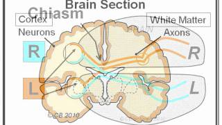 Migraine 3 Mechanism [upl. by Ajiam]