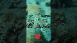 Toxic Discovery Of A Puffer Fish WOW shorts subscribe like ocean science facts [upl. by Kat]