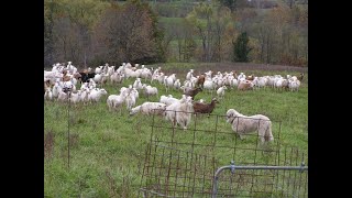 50 parasite resistant sheep looking for a pasture that is full of weeds and thorns [upl. by Arytahs]