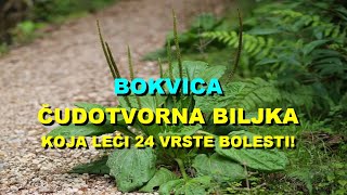 BOKVICA  ČUDOTVORNA BILJKA Koja LEČI 24 VRSTE BOLESTI [upl. by Ninel]