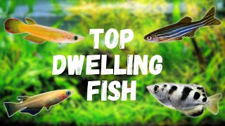 7 Top Dwelling Fish For Your Aquarium [upl. by Burnie439]