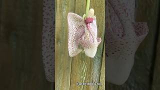 My Peruvian bucket orchid blooms for the 1st time Coryanthes macrocorys 🌺 coryanthes orchids [upl. by Eyllek]