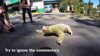 Why did the Sloth Cross the Road [upl. by Ultima]