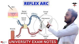 Reflex Arc  CNS Physiology  MBBS  Nursing  BDS  BMLT Lecture [upl. by Ornstead]