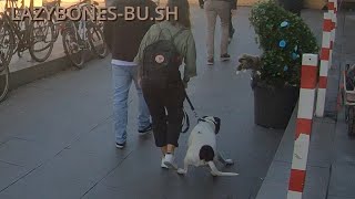 ep 017 The dog was not a big fan of it Bushman Prank Berlin [upl. by Ardnazil]