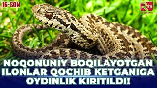 Noqonuniy boqilayotgan ilonlar qochib ketganiga oydinlik kiritildi I Elchilik 16son [upl. by Beauregard]