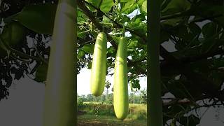 Loki ka kheti 🔥✅ kisan comedy funny kishan shorts farming farmer gardening agricultureloki [upl. by Laughlin]