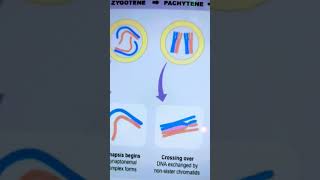 Stages of prophase1 in meiosis [upl. by Luther]