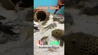 James Bond pleco L14 scobinancistrus wild trending fish acuarium fishing comedy shorts [upl. by Ycnay]