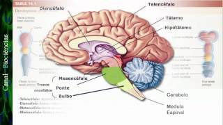 Neurociência Básica  Aula 01  Função e Organização do Sistema Nervoso [upl. by Sudnak]