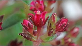 Crassula schmidtii [upl. by Fridlund250]