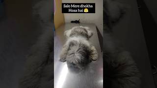 Salo mere sath dokha 😤kiya hai 😤doglovers comedy dog dogs youtubeshorts shorts [upl. by Tannie]