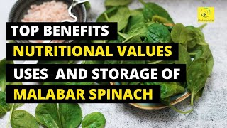 Top Nutritional Benefits of Malabar spinach Basella or Alugbati Indian Spinach amp Vine Spinach [upl. by Illene]