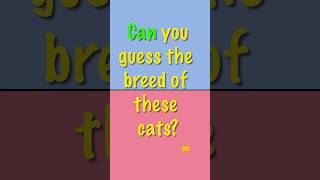 Can you guess the cat quiz cats shorts [upl. by Schug]