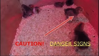 Baby Chick Update Brooder Temperature amp quotPasty Buttquot [upl. by Ajim]