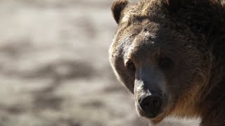 Federal judge blocks grizzly bear hunts [upl. by Ellerehc649]