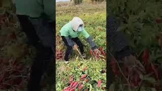 Ripe red pepper cutting process [upl. by Anileba]