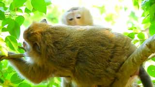 Baby monkey reaction in this clip 53 [upl. by Jocelyn]